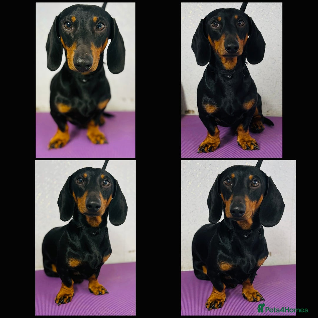Miniature Dachshund dogs for stud: Miniature Dachshund stud in Pontypridd - Advert 1