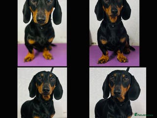 Miniature Dachshund dogs Miniature Dachshund stud in Pontypridd - Advert 10