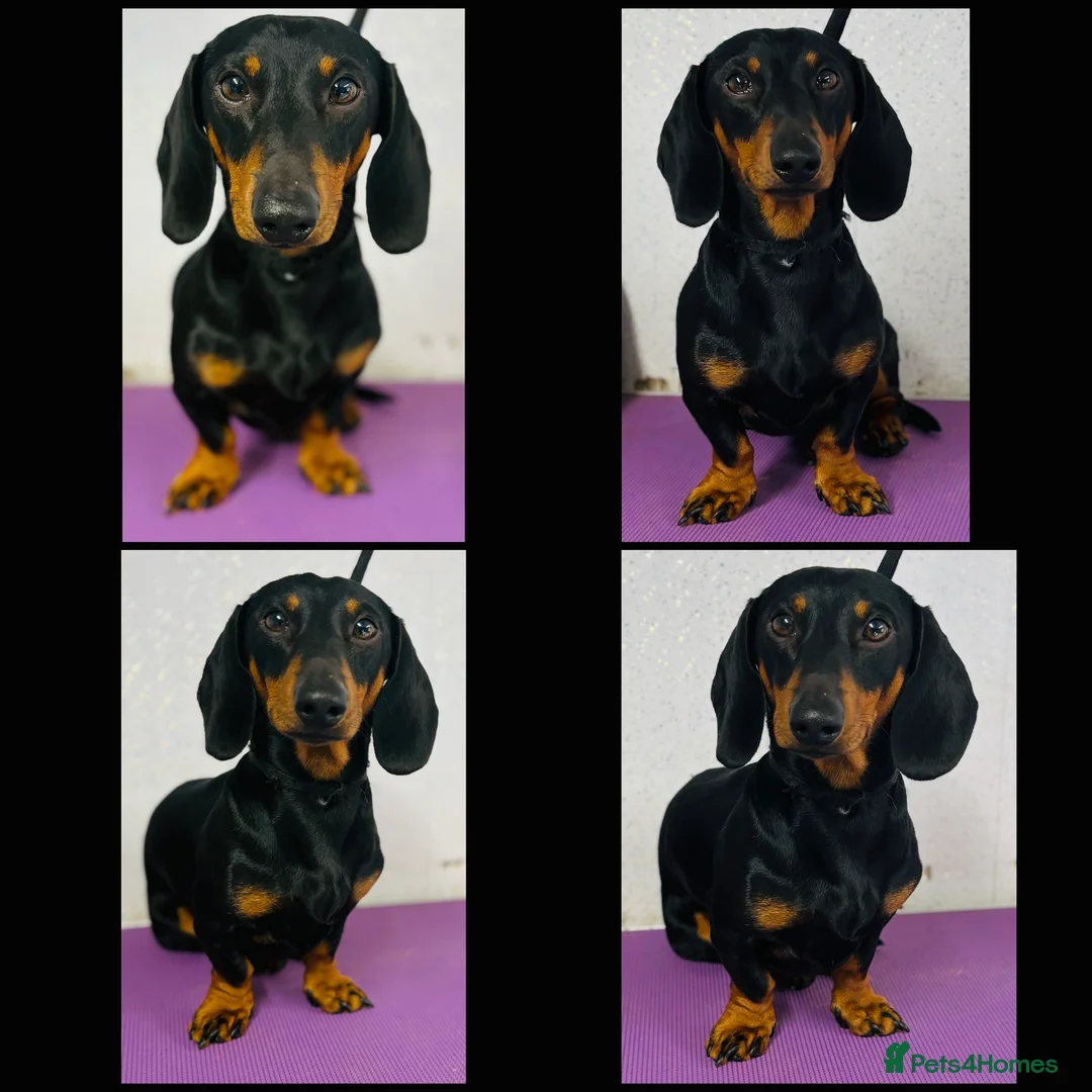 Miniature Dachshund dogs for stud: Miniature Dachshund stud in Pontypridd - Advert 1