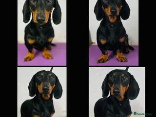Miniature Dachshund dogs Miniature Dachshund stud in Pontypridd - Advert 22