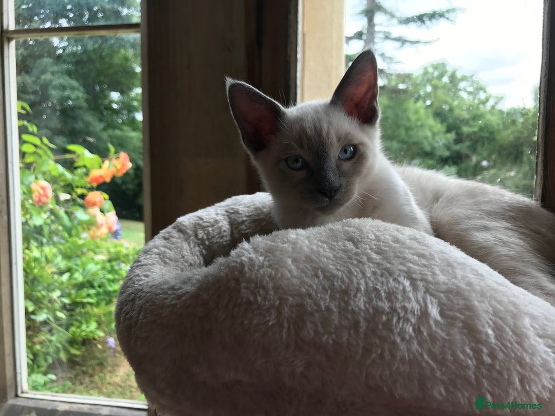Tonkinese cats for sale: Superb Tonkdoll Kittens - Image 20