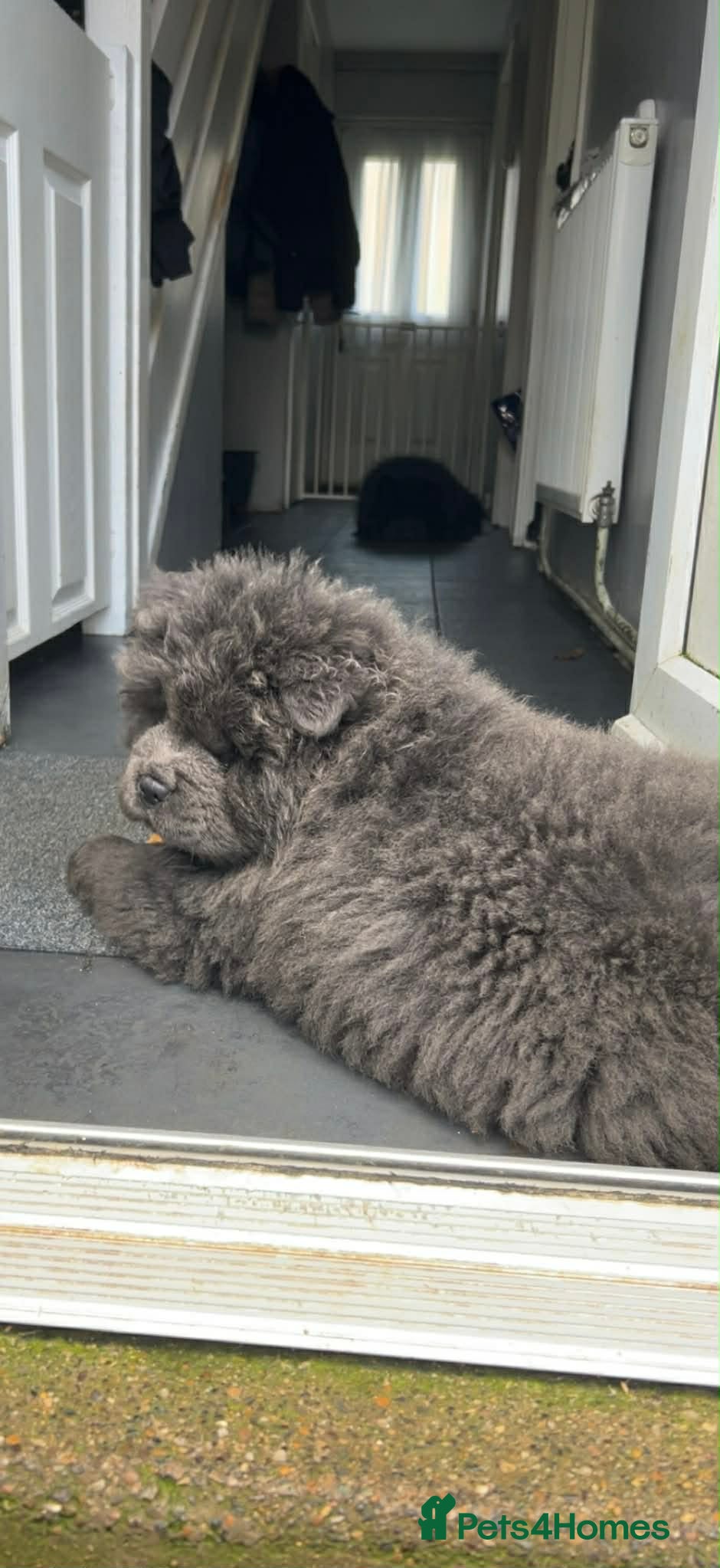 Chow Chow dogs KC Registered Rough Coat Chow Chow Puppies - Advert 6