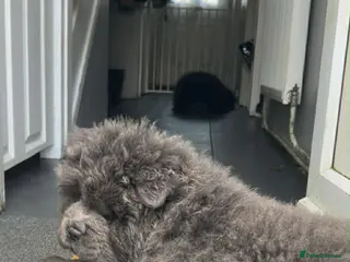 Chow Chow dogs KC Registered Rough Coat Chow Chow Puppies - Advert 3