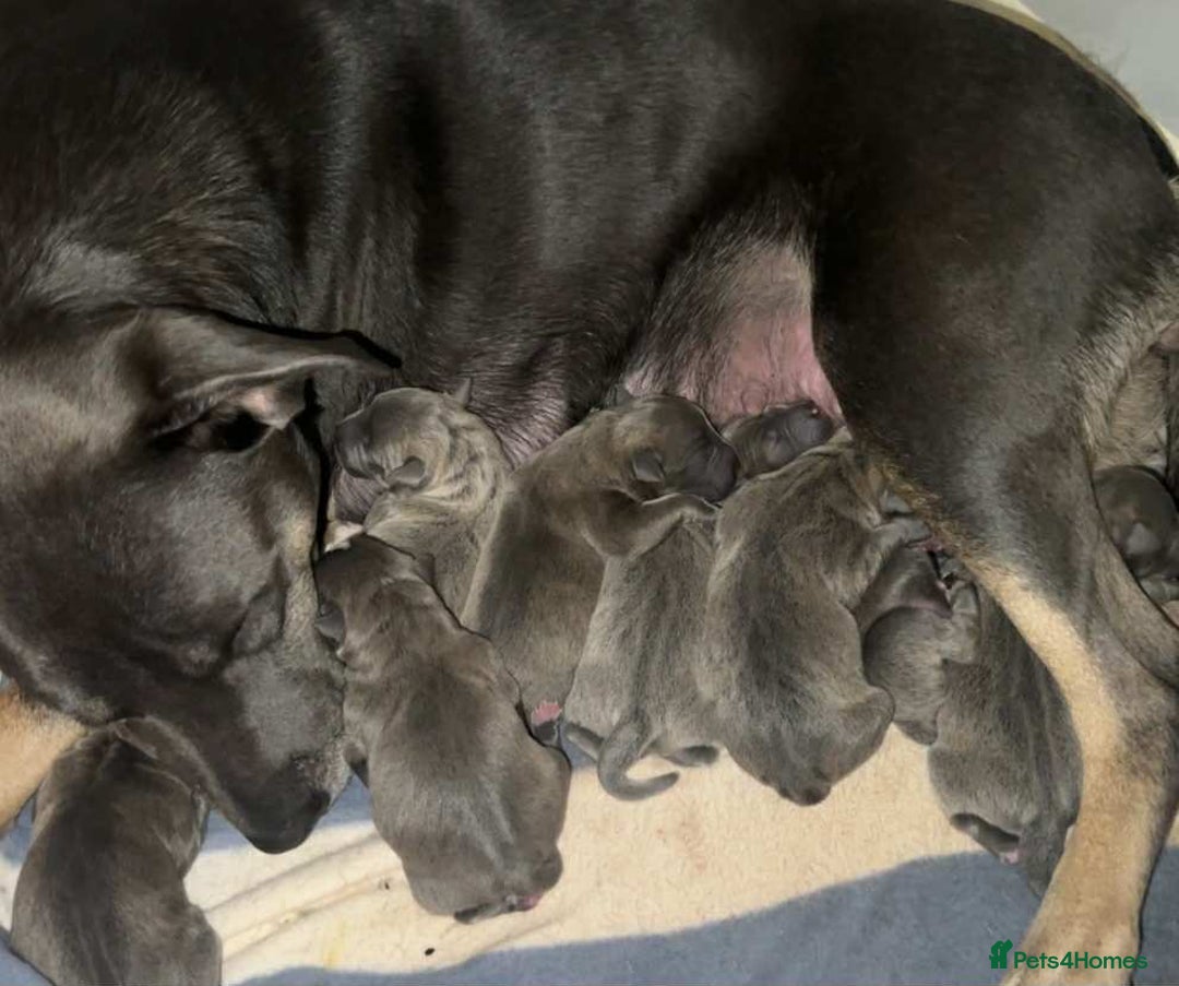 Mixed Breed dogs for sale: Blue staffy x classic bully Puppies 🐶 💙  - Image 15