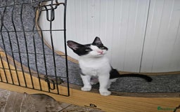 Mixed Breed cats for adoption: Ava. Norwich Norfolk  - Image 6