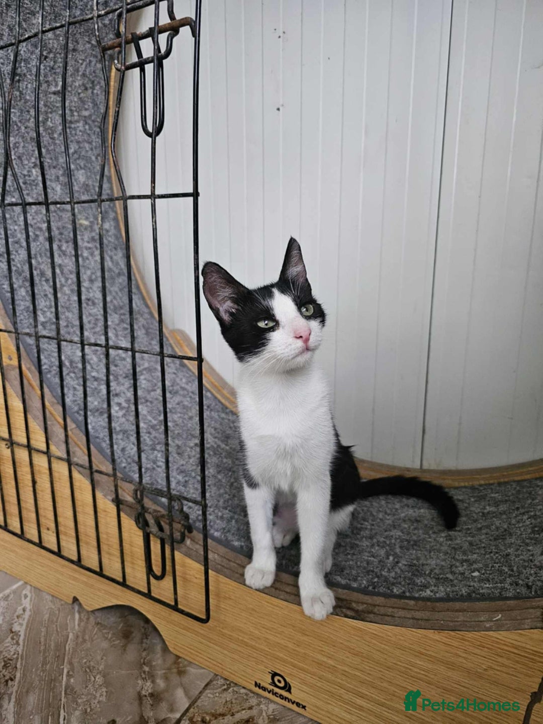 Mixed Breed cats for adoption: Ava. Norwich Norfolk  - Image 6