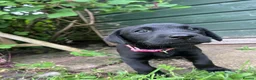 Labrador Retriever dogs for sale: Black Labrador Pups, KC Registered, 2 F, 1 M.  - Advert 10