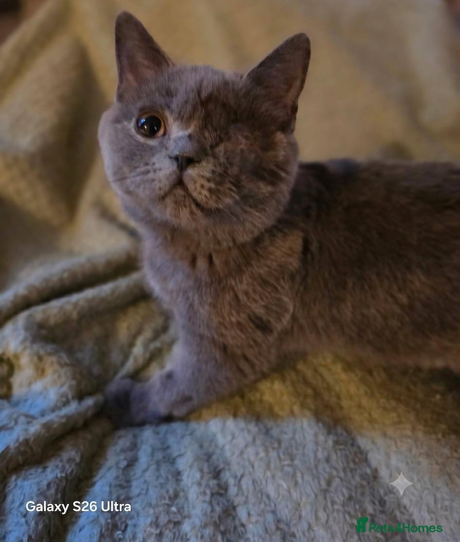 British Shorthair cats Championship Lines Bridgerton Litter - Advert 2