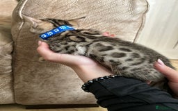 Bengal cats for sale: ❤️ Gorgeous Pure Bengal Kittens Available ❤️ - Image 6