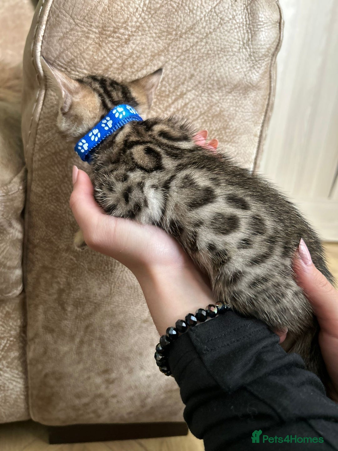 Bengal cats for sale: ❤️ Gorgeous Pure Bengal Kittens Available ❤️ - Image 6