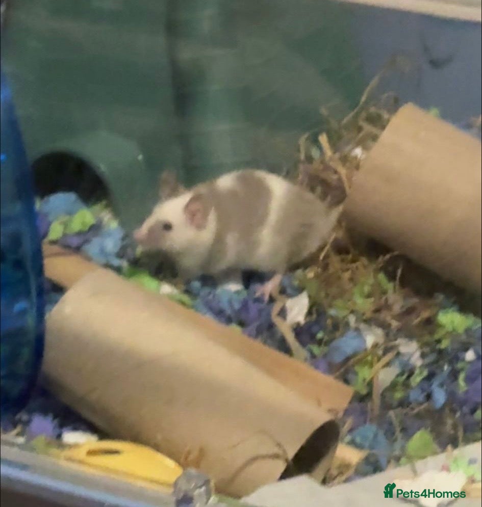 Mouse rodents One male mouse - Advert 12