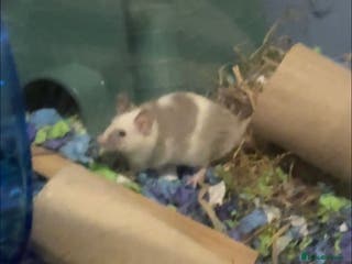 Mouse rodents One male mouse - Advert 12