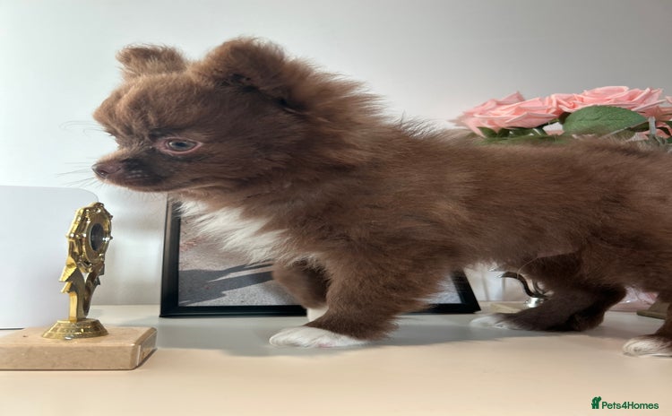 Pomeranian dogs - Advert 1