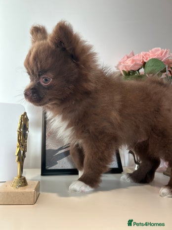 Pomeranian dogs - Advert 14