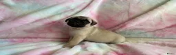 Pug dogs for sale: Beautiful pug puppies (4 males) available in Tiverton - Advert 5