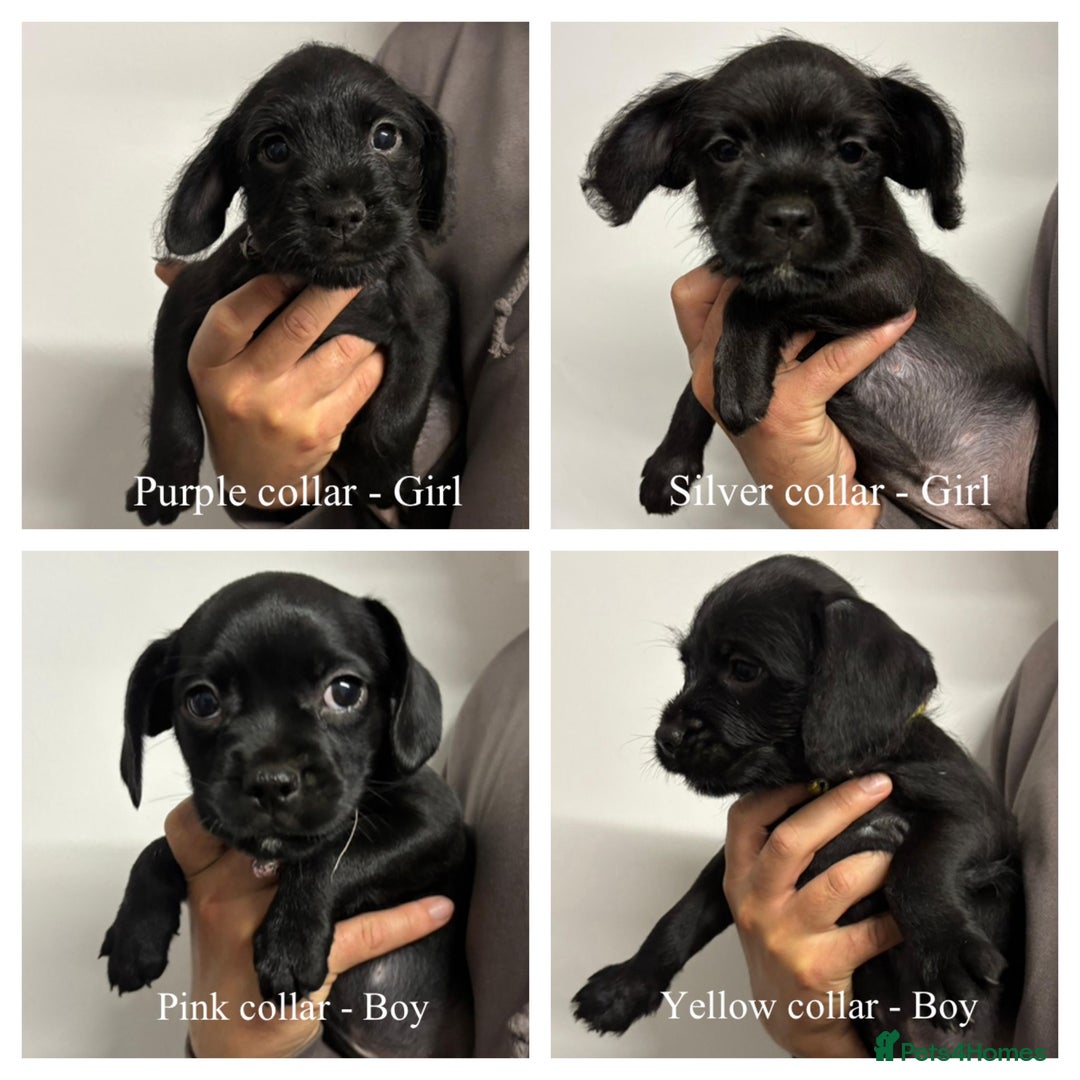 Mixed Breed dogs for sale: Cockapoo-look Puppies  - Image 12