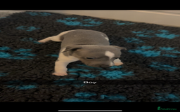 Whippet dogs for sale: KC registered Whippet Pups for Sale - Image 7