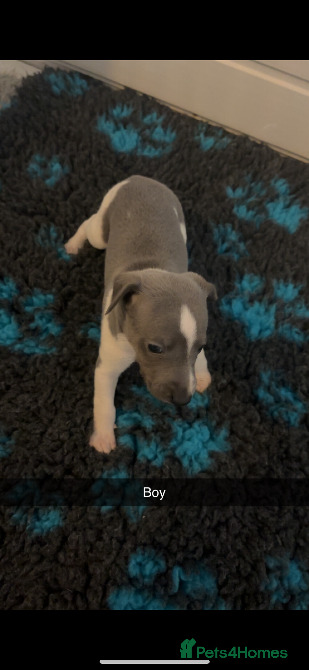 Whippet dogs for sale: KC registered Whippet Pups for Sale - Image 7