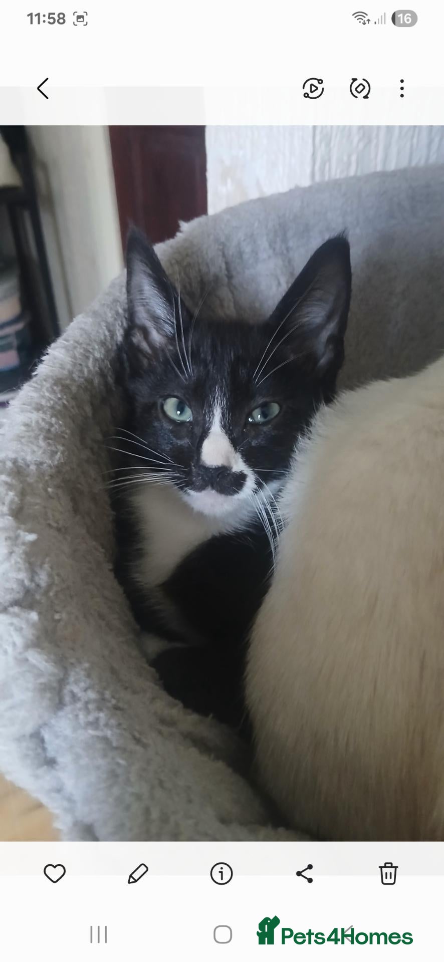 Mixed Breed cats for sale: 2 left !! Siamese x Maine Coon Kittens - Advert 16