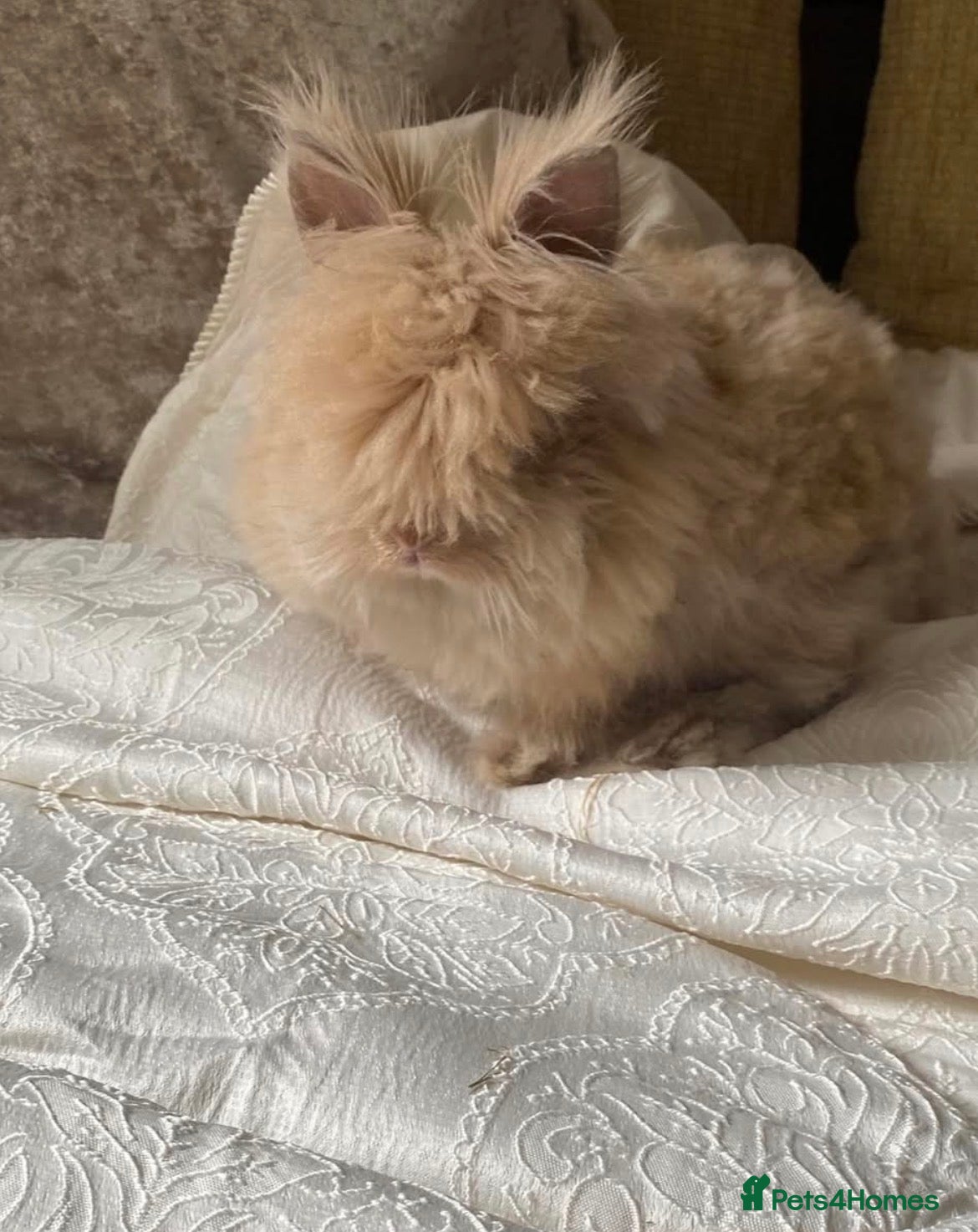 Mini Lion Lop rabbits Male mini lion lop  - Advert 7