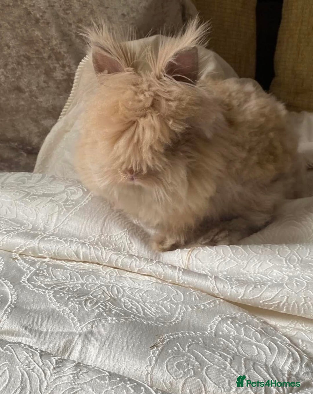 Mini Lion Lop rabbits for sale: Male mini lion lop  - Advert 1