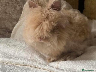 Mini Lion Lop rabbits Male mini lion lop - Advert 18