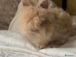 Mini Lion Lop rabbits Male mini lion lop - Advert 5