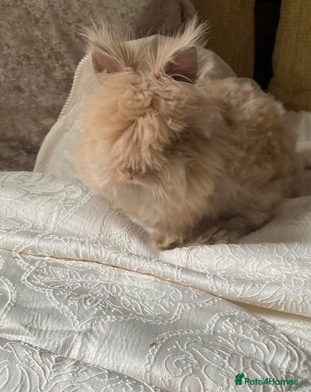 Mini Lion Lop rabbits for sale: Male mini lion lop  - Advert 1