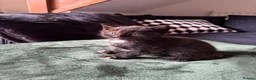 Mixed Breed cats for sale: Kittens For Sale - Advert 12