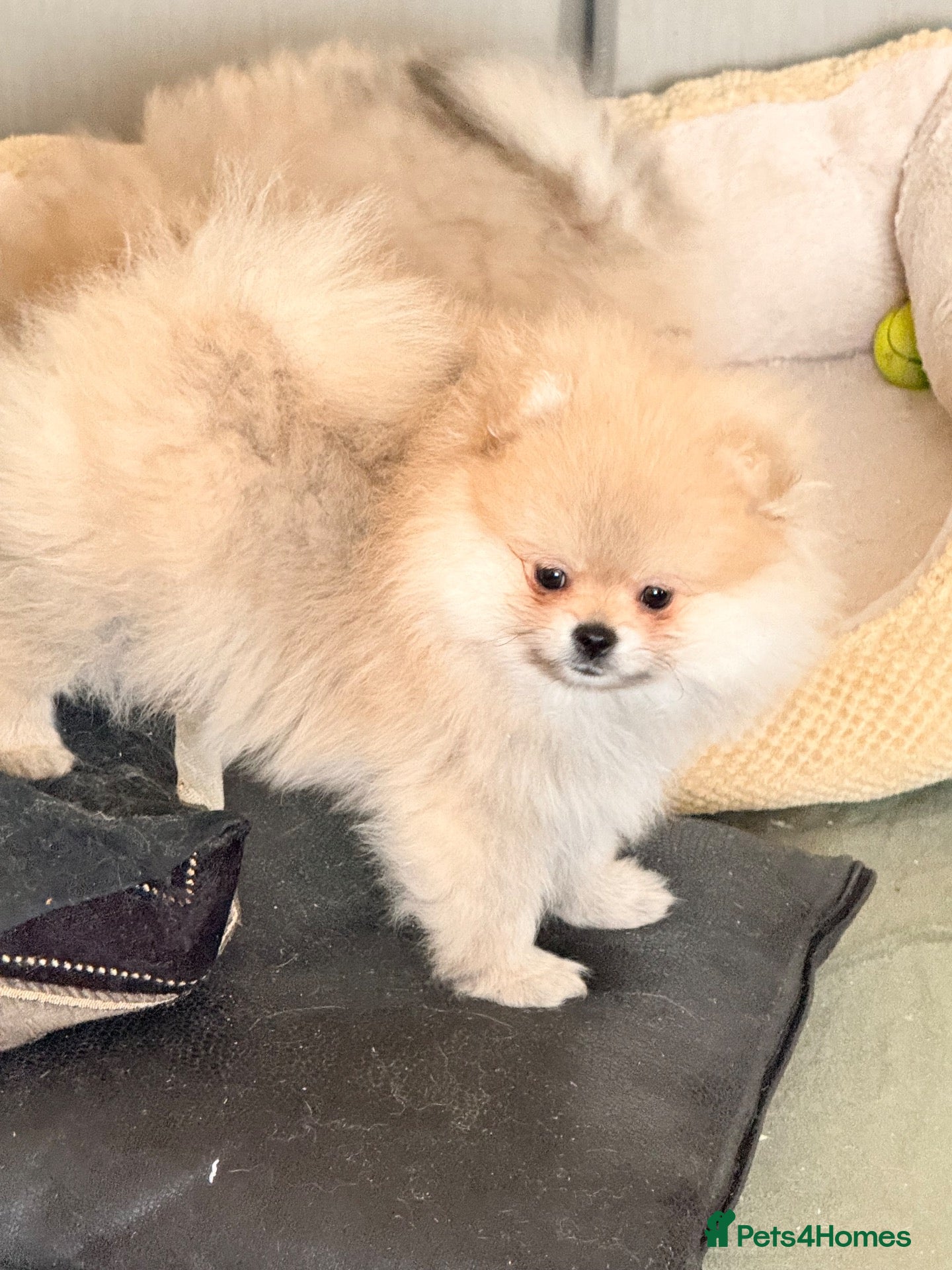 Pomeranian dogs for sale: Lovely Real Pomeranian Teddy Bear Puppies  - Advert 2