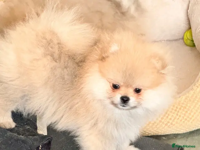 Pomeranian dogs for sale: Lovely Real Pomeranian Teddy Bear Puppies - Advert 2