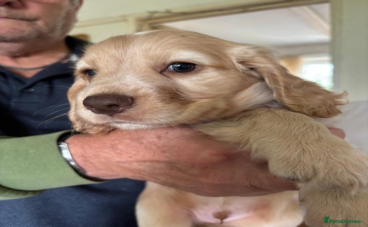 Cocker Spaniel dogs - Advert 2