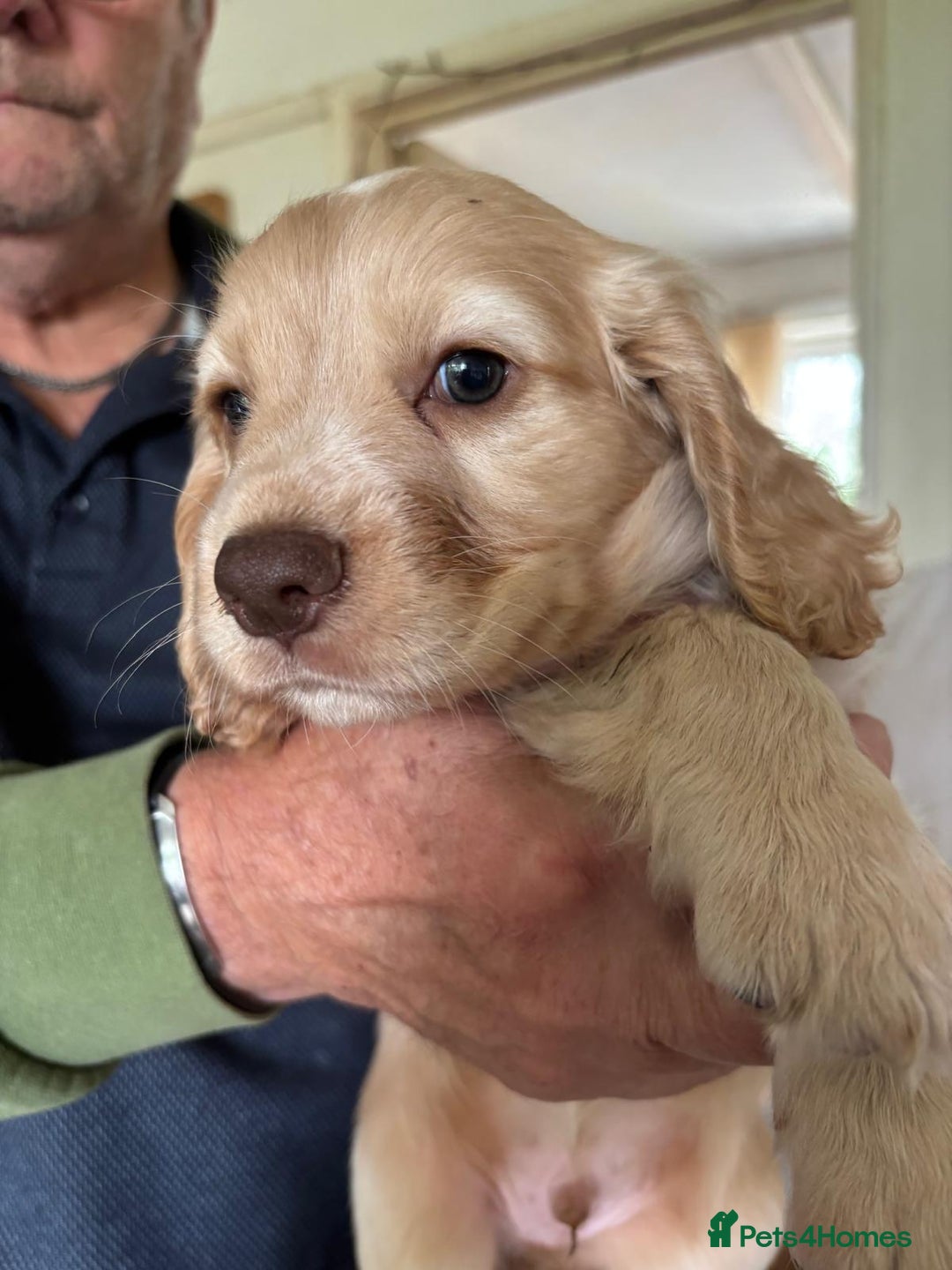 Cocker Spaniel dogs for sale: Cocker spaniels - Image 1