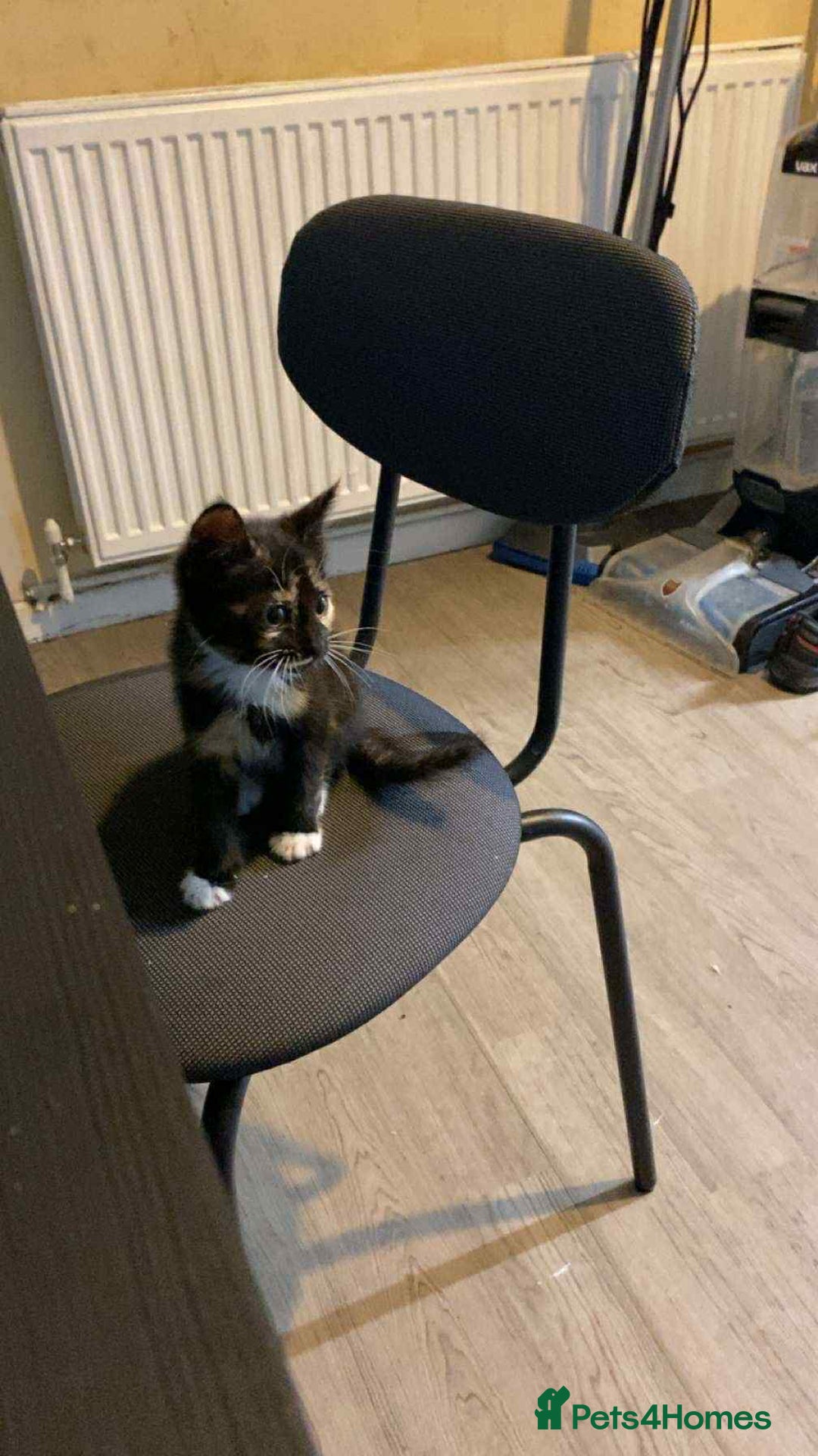 Mixed Breed cats for sale: 4 kittens for sale  - Image 5