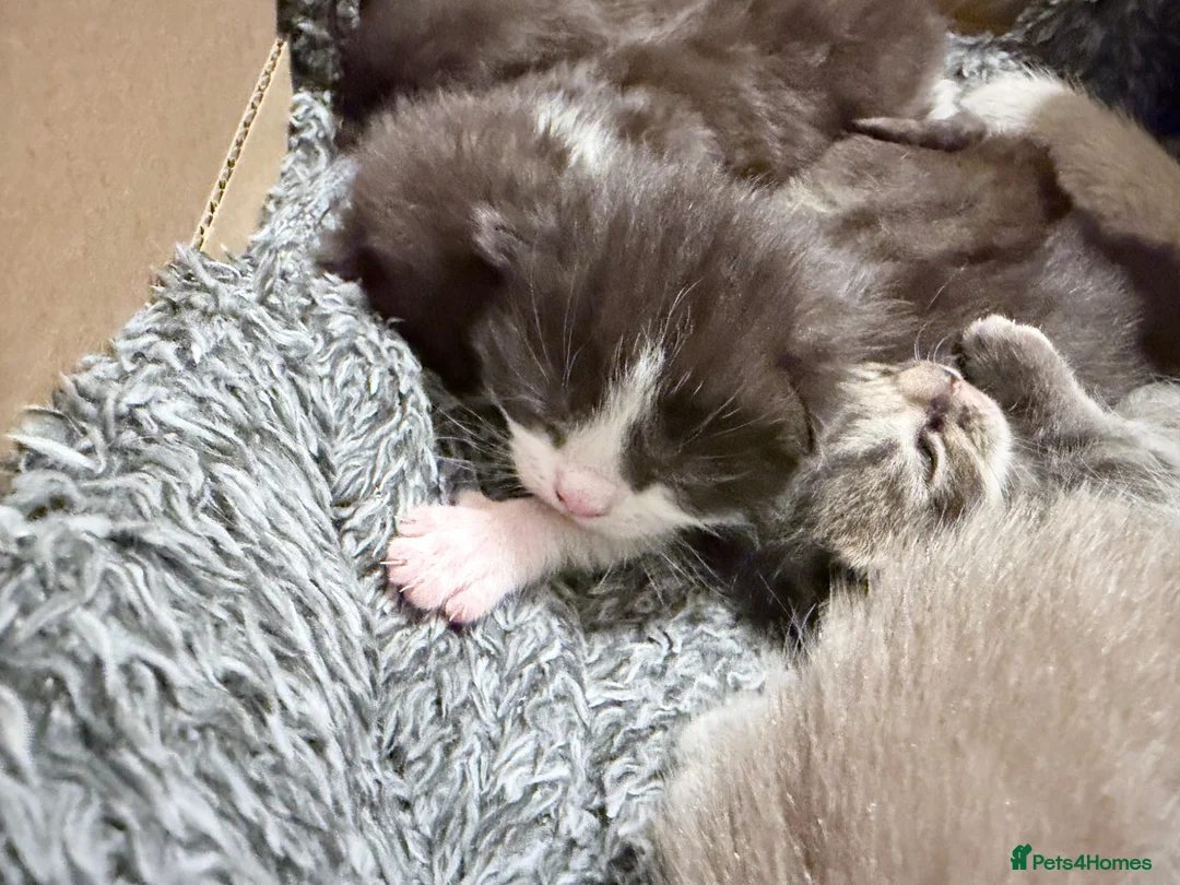 Mixed Breed cats for sale: British Shorthair cross Persian - Advert 9