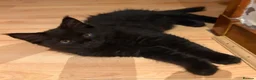 Maine Coon cats for sale: Fluffy Maine Coon Kittens - Advert 35