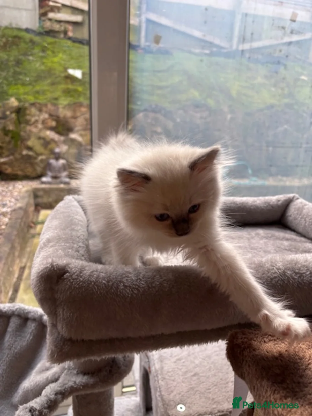 Ragdoll cats for sale: Beaufulful ragdoll girl 8 weeks - Advert 4