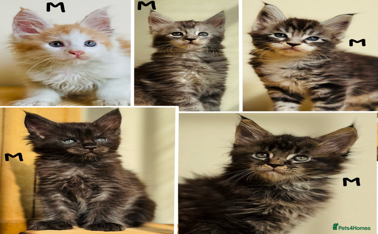 Maine Coon cats - Advert 2