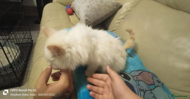 Ragdoll cats - Advert 4