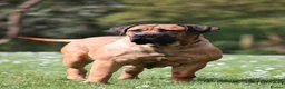 Boerboel dogs for sale: Females available from Topguard Kennels   - Advert 14