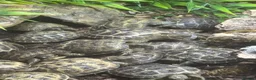 Tortoise reptiles for sale: Baby Horsfield Tortoises for sale - Advert 3