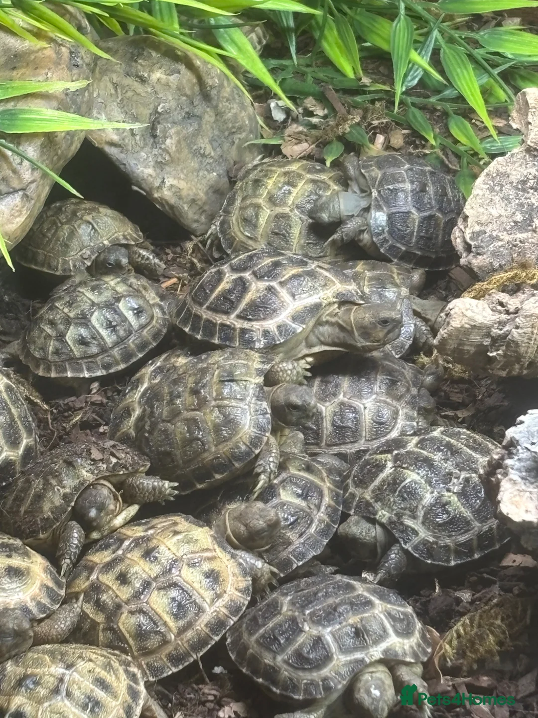 Tortoise reptiles for sale: Baby Horsefield Tortoises for sale - Advert 19
