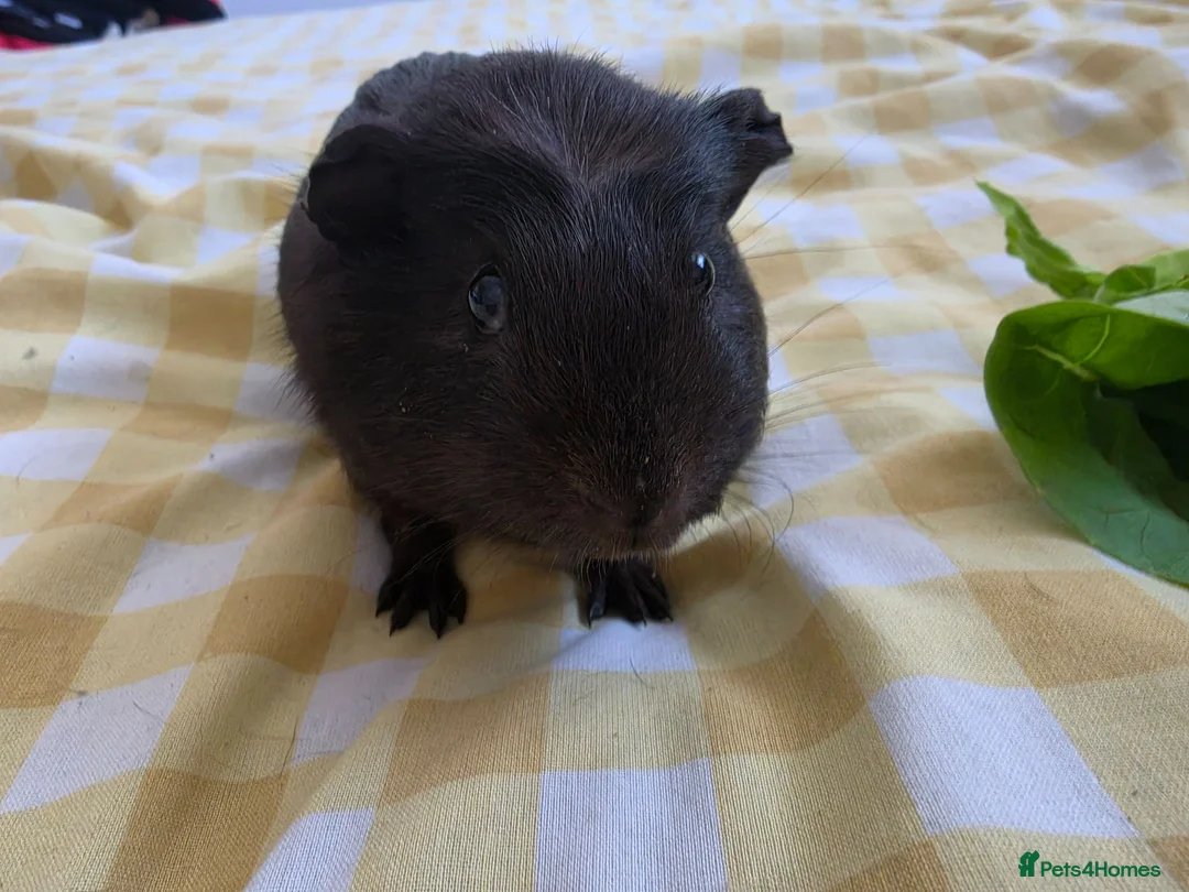 Guinea Pig rodents for sale: Girl rtl - Advert 2