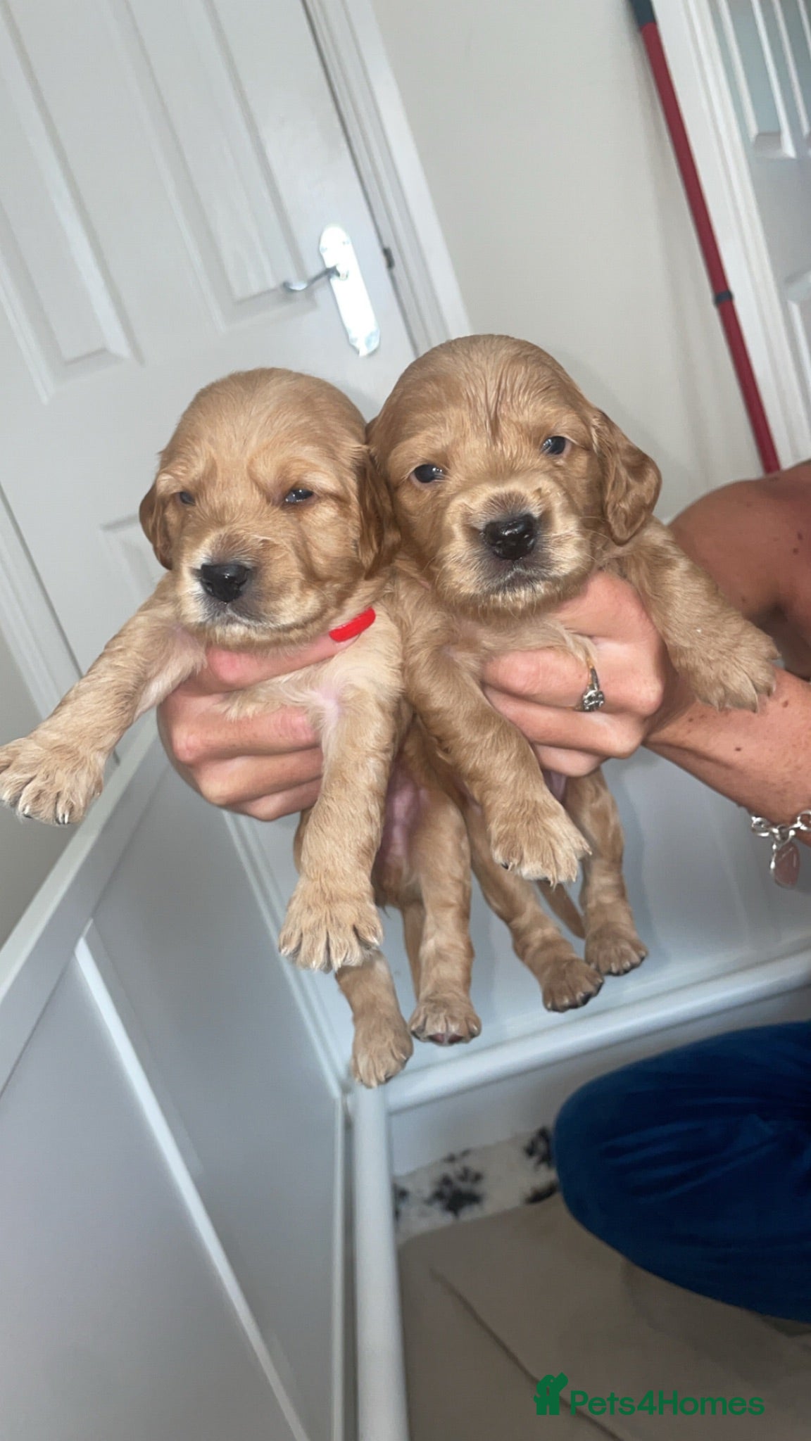 Cockapoo dogs Cockapoo puppies  - Advert 2