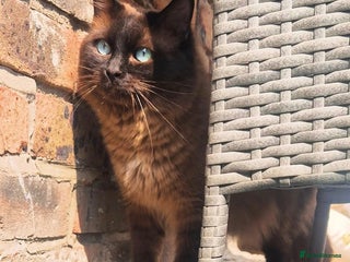 Ragdoll cats in London - Advert 13