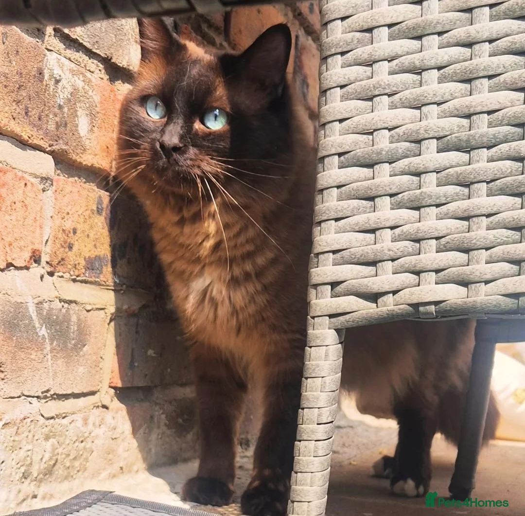 Ragdoll cats for stud: Ragdoll Seal Sepia Stud Genetically Tested 🐾 in London - Advert 1