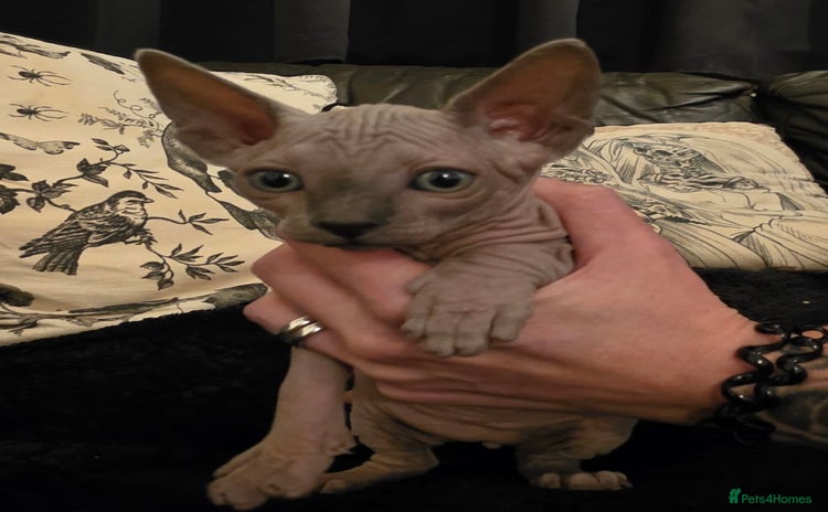 Sphynx cats ✨ Gorgeous Chunky Sphynx Kittens – Ready Soon! ✨ - Advert 4
