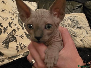Sphynx cats ✨ Gorgeous Chunky Sphynx Kittens – Ready Soon! ✨ - Advert 1