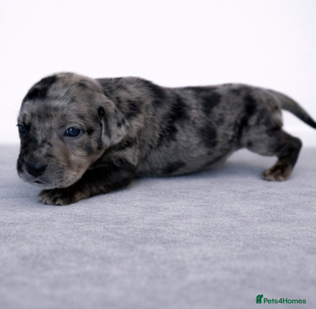 Great Dane dogs for sale: KC Registered Great Danes - Stunning Litter  - Advert 14