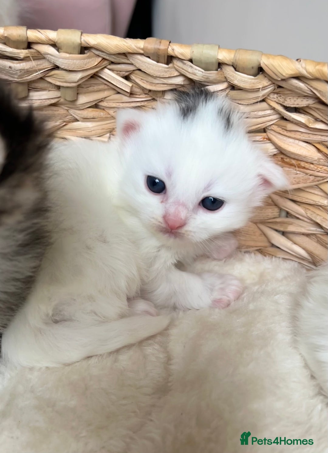 Siberian cats for sale: Three Fluffy Kittens - Advert 12